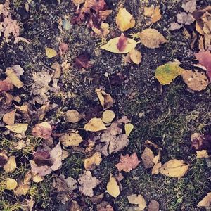 Meet your Posher, Eva